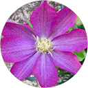 Judy VonFeldt profile picture